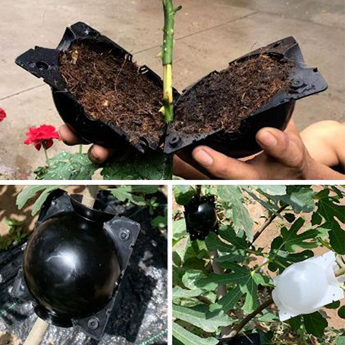 Plant Root Growing Box 5PCS 1