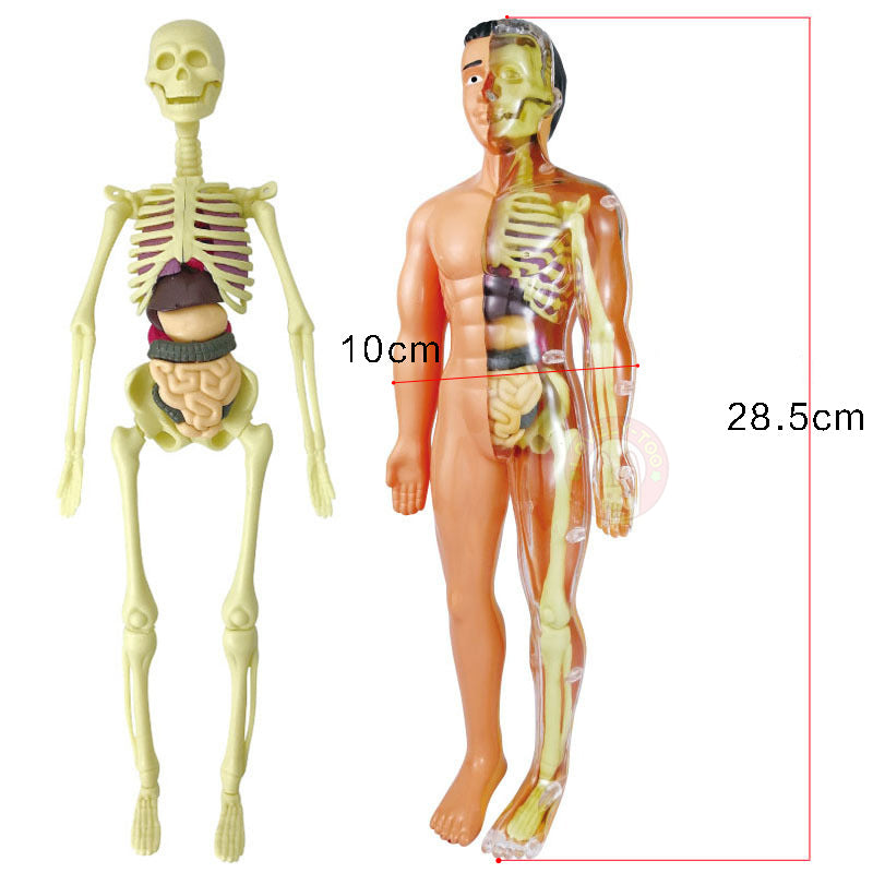 Human Body Anatomy Model Skeleton 2