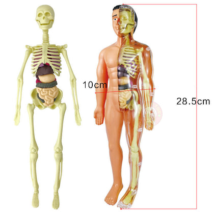Human Body Anatomy Model Skeleton 2