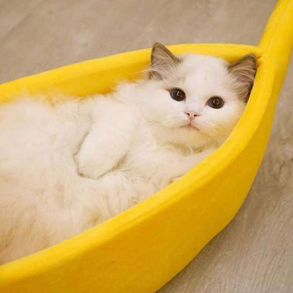Banana Cat Bed 2