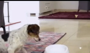 Automatic Ball Launcher 2