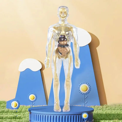 Human Body Assembly Toy 2