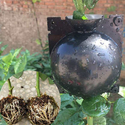 Plant Root Growing Box 5PCS 2