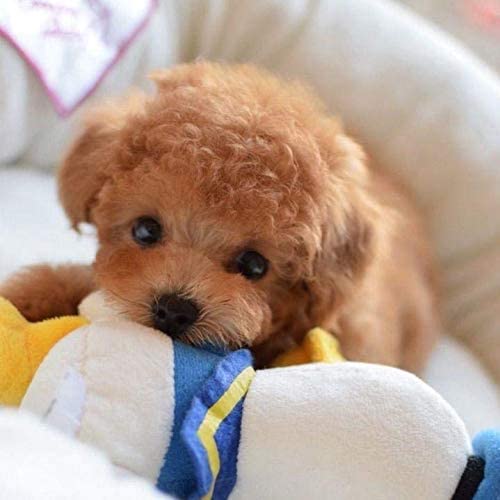 REALISTIC TEDDY DOG LUCKY 2