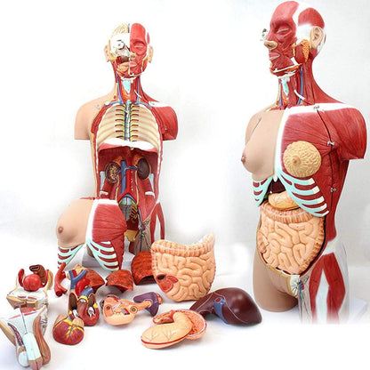 Anatomical Assembly Model of Human Organs 2