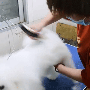 Pet Hair Trimmer 2