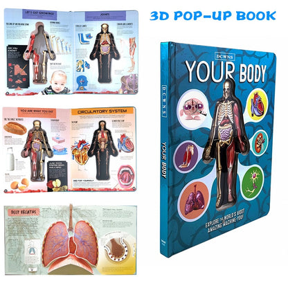 Anatomy of The Human Body 3D Picture Book 2