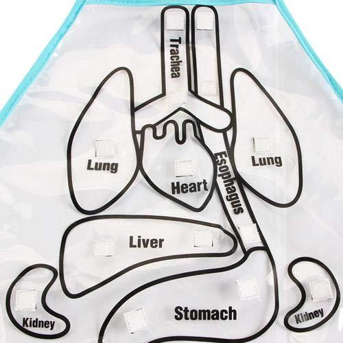 Anatomy Apron 3