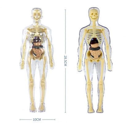 Human Body Assembly Toy 3