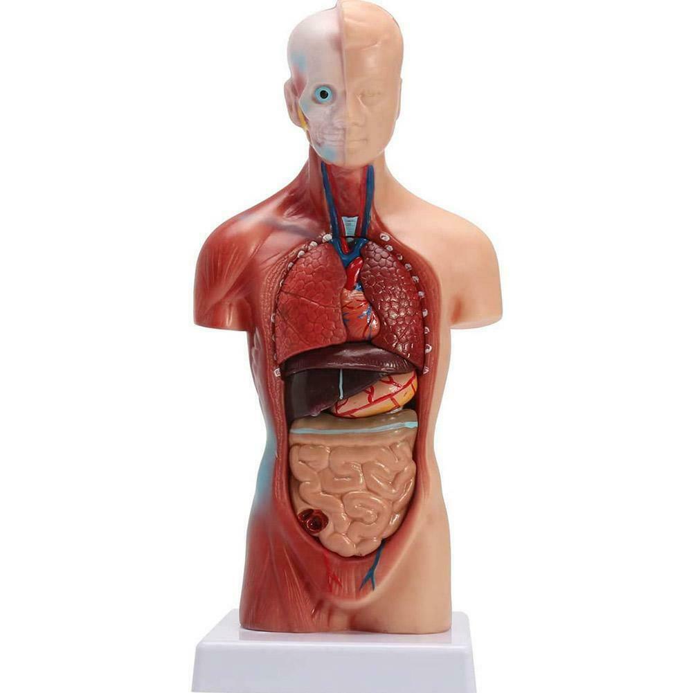 Anatomical Assembly Model of Human Organs 3