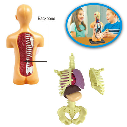 Human Body Anatomy Model Skeleton 3