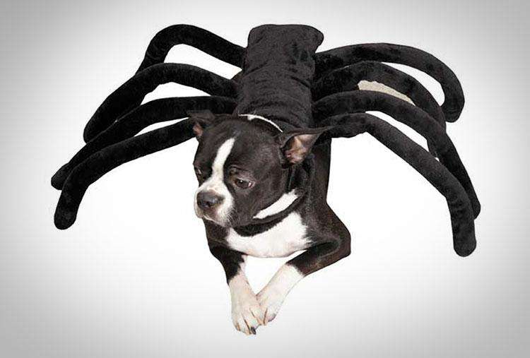 Spider-Dog Costume 3