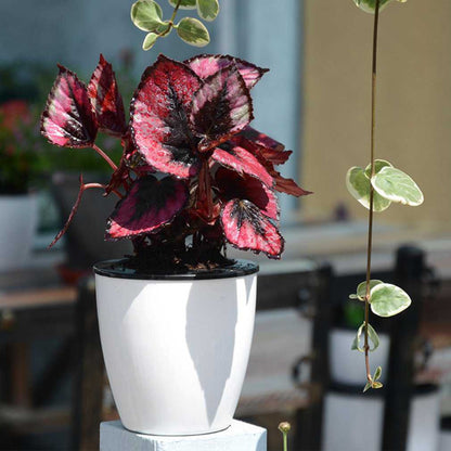 Self Watering Flower Pot (Various Sizes) 3