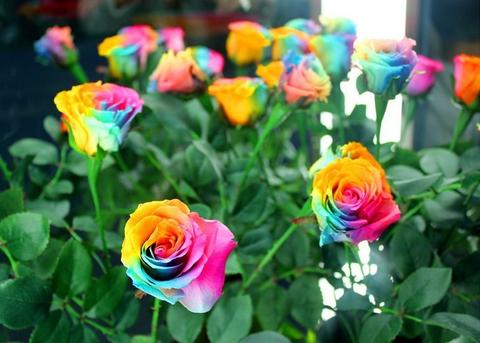 100 RARE RAINBOW ROSE FLOWER SEEDS WITH GIFT 3