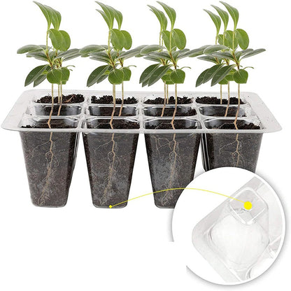 Cultivation Trays 3