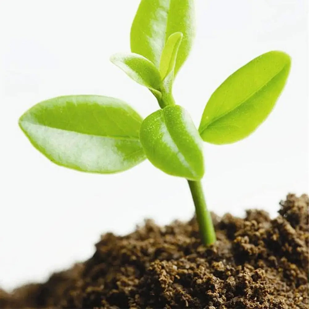Organic Coconut Coir for Plants- 5PCS 3