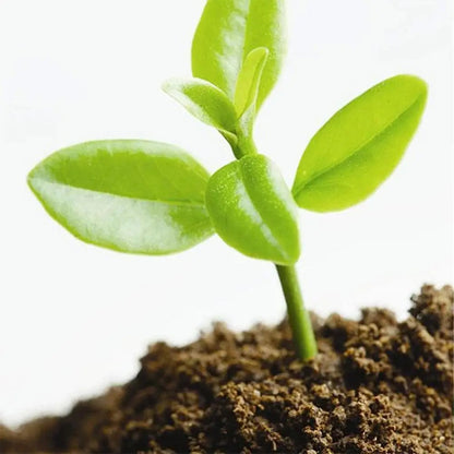 Organic Coconut Coir for Plants- 5PCS 3