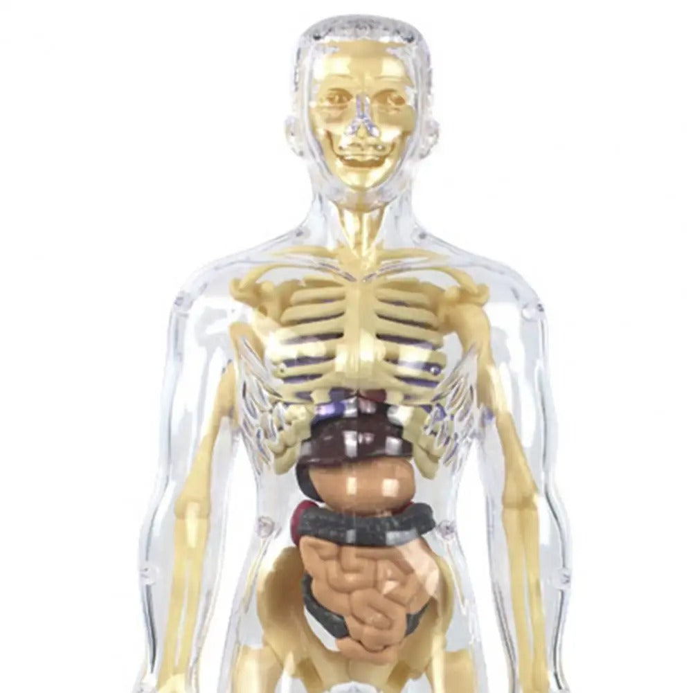 Human Body Assembly Toy 4