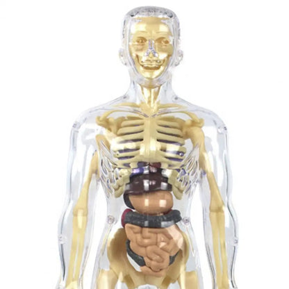Human Body Assembly Toy 4