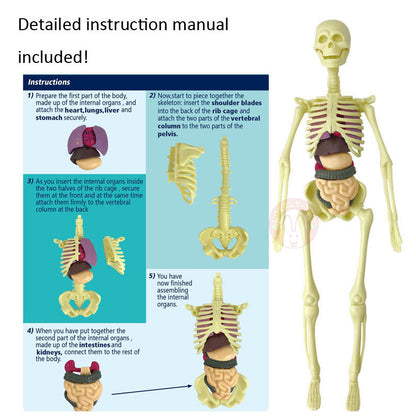 Human Body Anatomy Model Skeleton 4