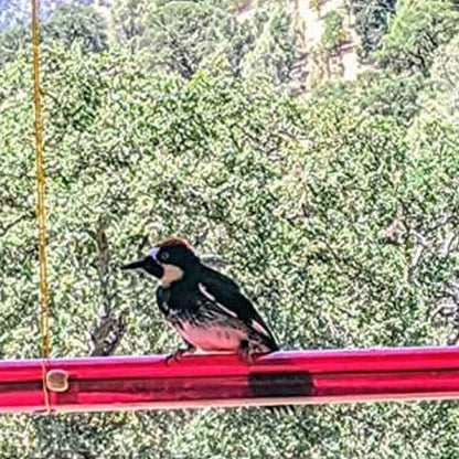 Hummingbird Feeder 4