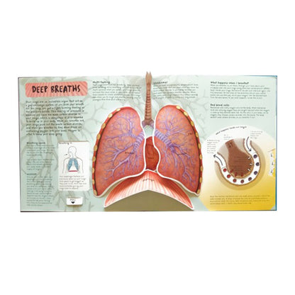 Anatomy of The Human Body 3D Picture Book 4