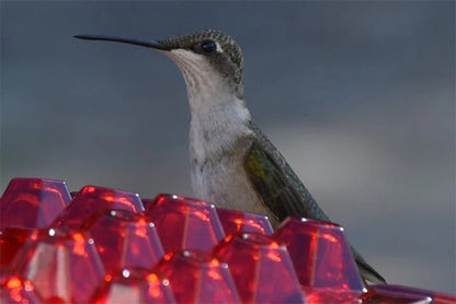 Mary's Sweety Hummingbird Feeder 4