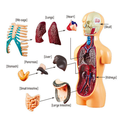 Human Body Anatomy Model Skeleton 5