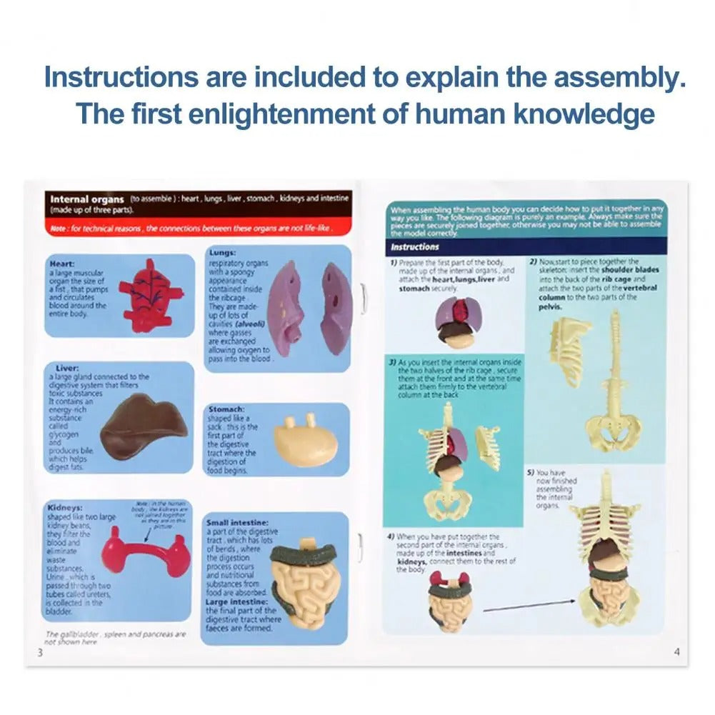 Human Body Assembly Toy 5