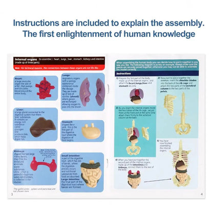 Human Body Assembly Toy 5