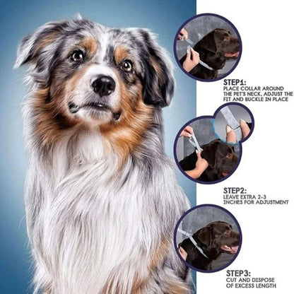 Flea and Tick Pet Collar 5