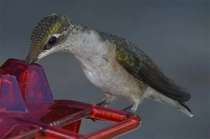 Mary's Sweety Hummingbird Feeder 5