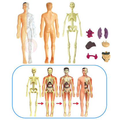 Human Body Anatomy Model Skeleton 6