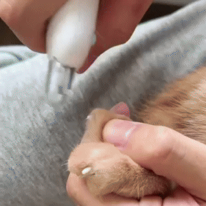 Safety Sensor Cat Dog Nail Clippers Trimmer 1