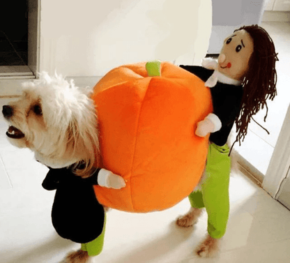 Dog pumpkin Halloween costume 1