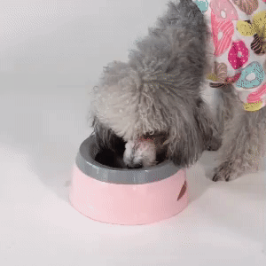 Dog Water Bowl 1