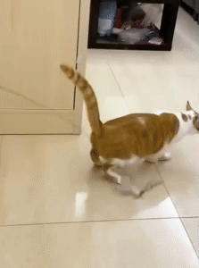 Bird Simulation Cat Toy 1