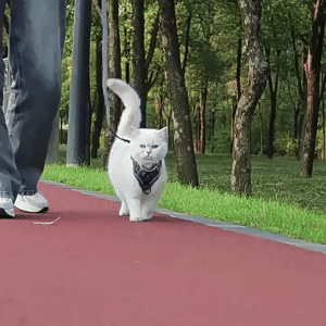 Cat Harness and Leash Set 1