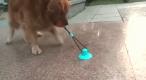 Dog Toys Silicon Suction Cup 1