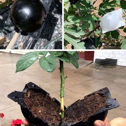 Plant Rooting/ Growing Balls (5 pcs) 1