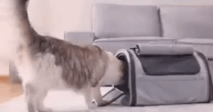 PET CARRIER 1