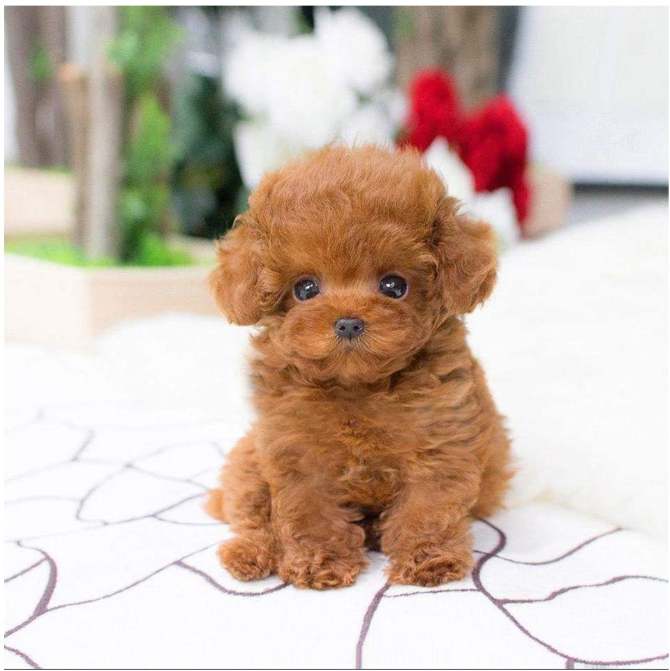 REALISTIC TEDDY DOG LUCKY 1
