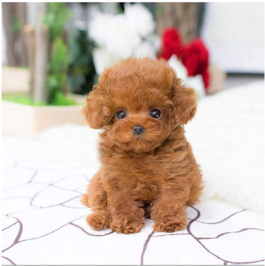 REALISTIC TEDDY DOG LUCKY 1