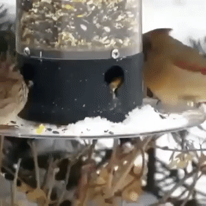 Hanging Wild Bird Feeder 1