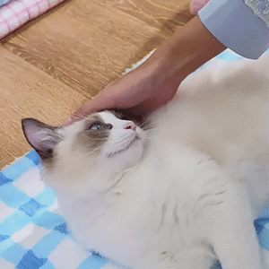 Pet Blanket 1