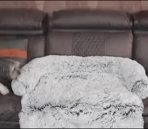Cozy Pet Bed Pet Furniture Protector 1