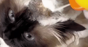 Pet Shower Head 1