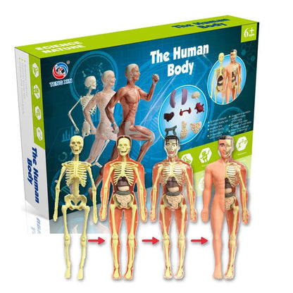 Human Body Anatomy Model Skeleton 1