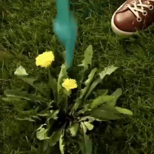 Standing Plant Root Remover 1