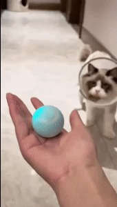 Cat Ball Automatic Rolling 1